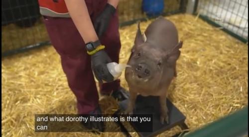 意念控制特斯拉有希望？馬斯克用活豬演示腦機接口技術，可實時讀取大腦信息，A股也有概念股