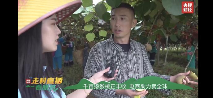 獼猴桃化身“金果果” 央視直播走進(jìn)十八洞村