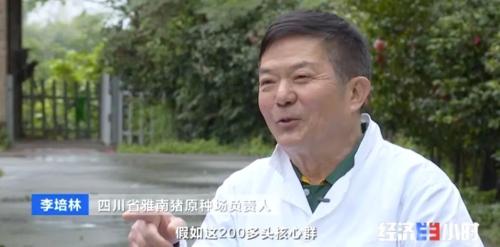 8個品種本土種豬滅絕！我們餐桌多為“外來豬”？！本土“二師兄”去哪了？