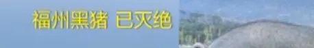 8個品種本土種豬滅絕！我們餐桌多為“外來豬”？！本土“二師兄”去哪了？