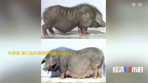 8個品種本土種豬滅絕！我們餐桌多為“外來豬”？！本土“二師兄”去哪了？
