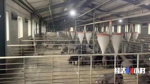 8個品種本土種豬滅絕！我們餐桌多為“外來豬”？！本土“二師兄”去哪了？