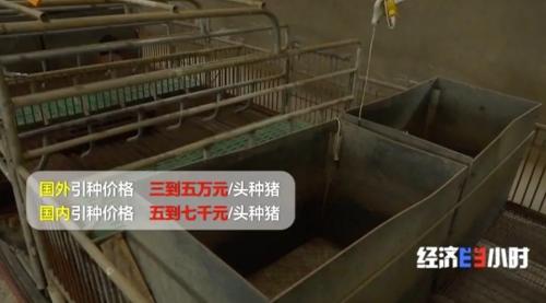 8個品種本土種豬滅絕！我們餐桌多為“外來豬”？！本土“二師兄”去哪了？