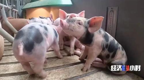 8個品種本土種豬滅絕！我們餐桌多為“外來豬”？！本土“二師兄”去哪了？