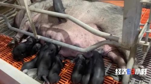 8個品種本土種豬滅絕！我們餐桌多為“外來豬”？！本土“二師兄”去哪了？